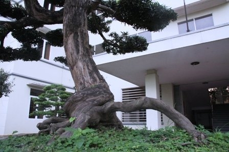 Bonsai, cay the, cây thế, triển lãm bonsai, trien lam bonsai